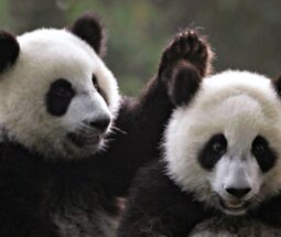Exposition mondiale de pandas peints de Chine